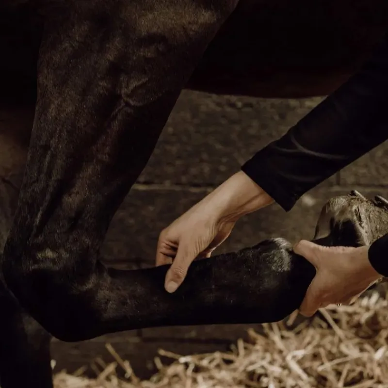 NELLUMBO Gel de massage rafraîchissant cheval -< Baume Et Gel Refroidissant Cheval