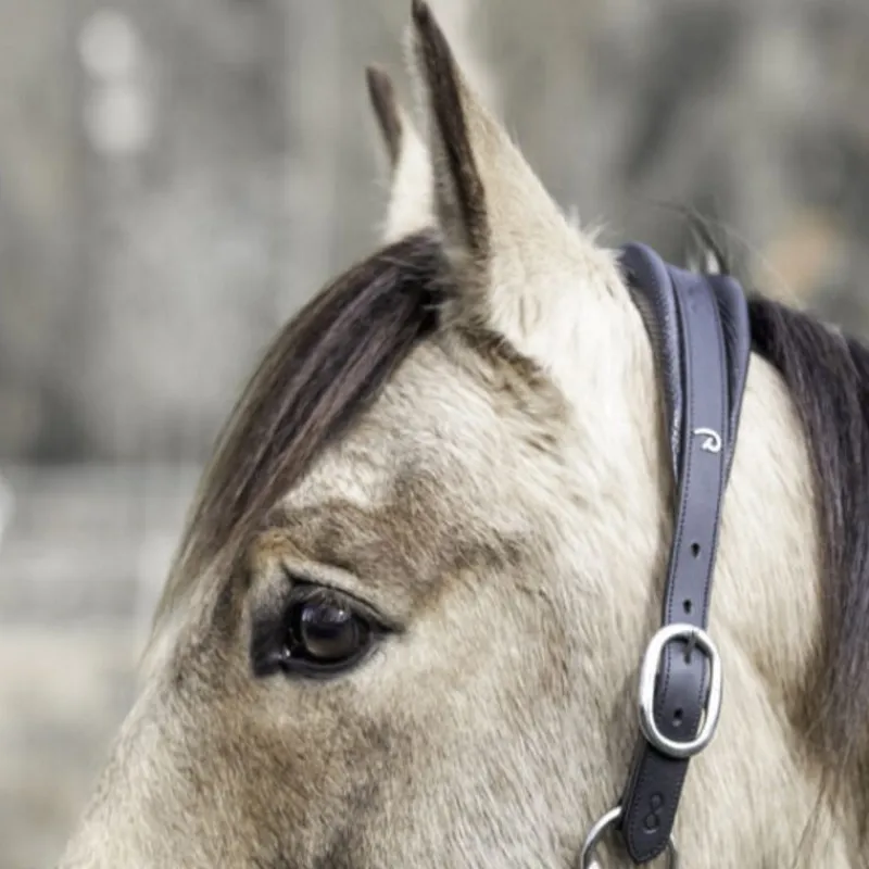 DYON Licol cheval 2 en 1 Transport et Grooming La Cense - Dy'on< Licols