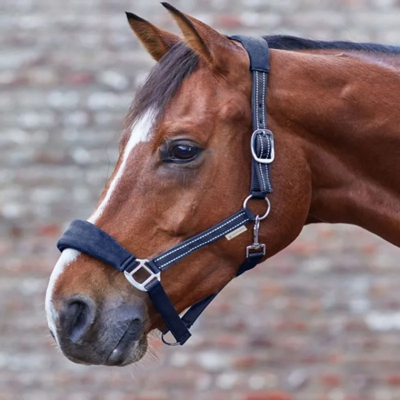 WALDHAUSEN Licol cheval nylon matelassé Alcantara -< Licols