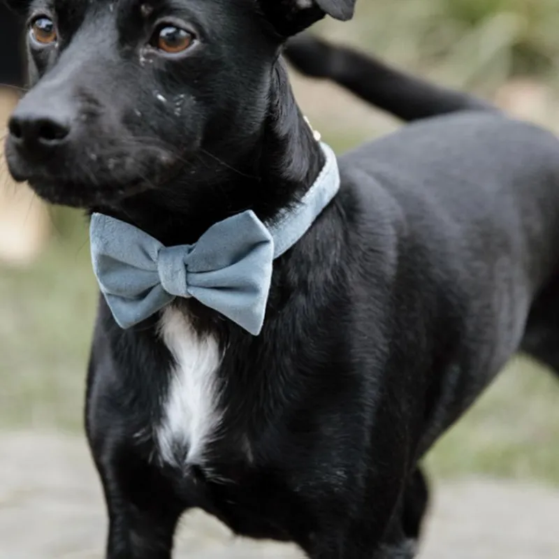 KENTUCKY DOGWEAR Noeud papillon pour chien Velvet -< Colliers Et Laisses Pour Chien