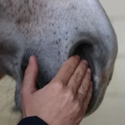 NELLUMBO Sérum confort respiratoire cheval -< Emphysème Cheval|Toux Allergique Cheval